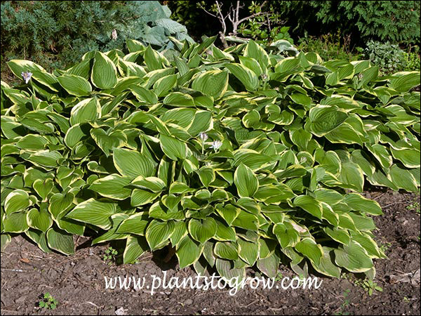 Hosta fortunei Aureomarginata
5-6 plants in this group, planted over 20 years ago  (2012), growing in the shade of a large Silver Maple tree